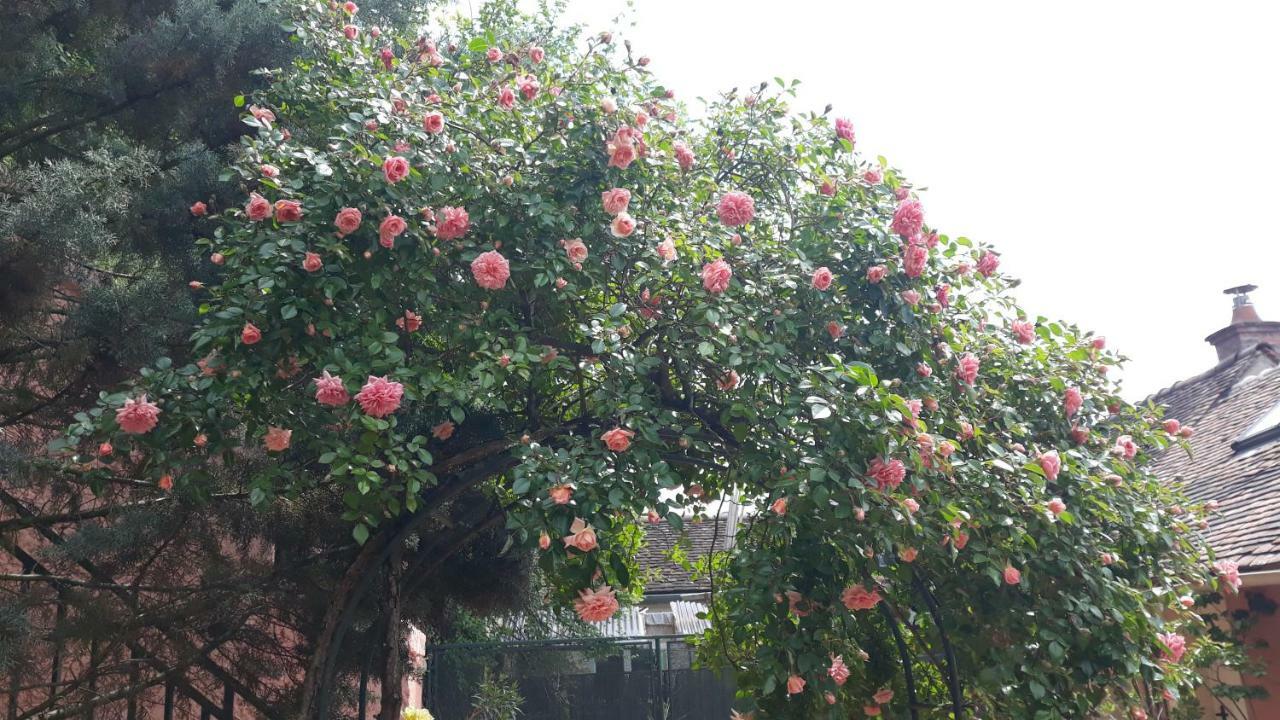 Hotel La Maison Rose: Lieu Atypique Nemours Zewnętrze zdjęcie